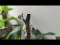 White Madeira #1 Ficus carica WM1 Fig Feigen Steckling Kopulation via Gegenzungen 2. Mai Figue