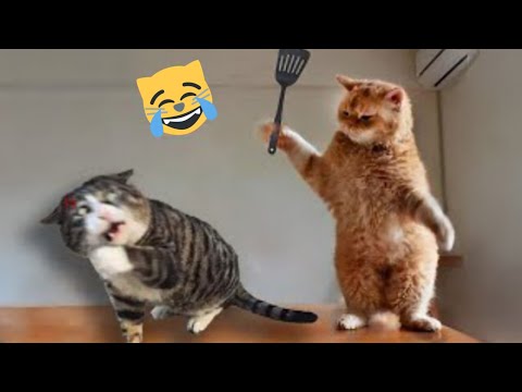vídeos engraçados de gatos Archives - Veterinária Xanadu