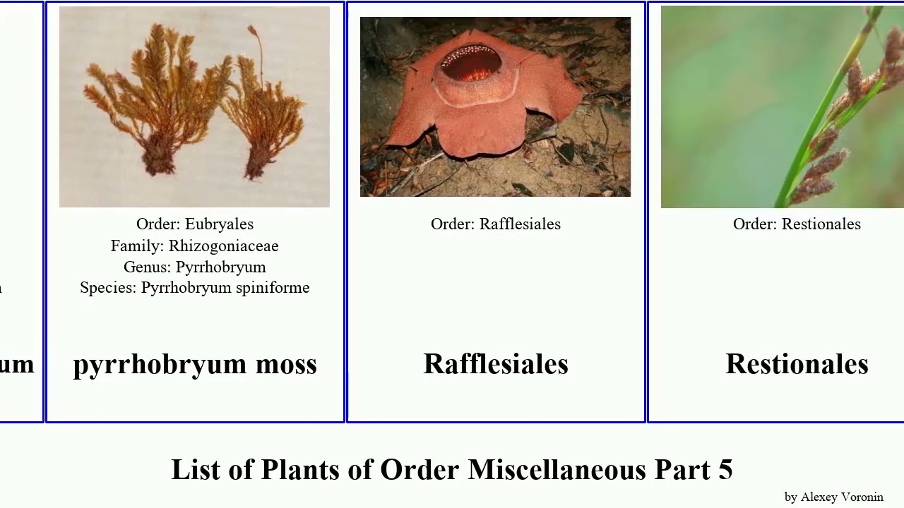 List of Plants of Order Miscellaneous Part 5 round moss americana purpurea dubia distichum ursina