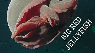 BIG RED JELLYFISH FACTS