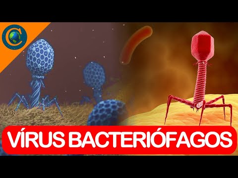 Vídeo: Que tipo de vírus é o bacteriófago?