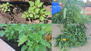 How To Grow Manathakkali Greens- Black Nightshade | Raised Planter Gardening
