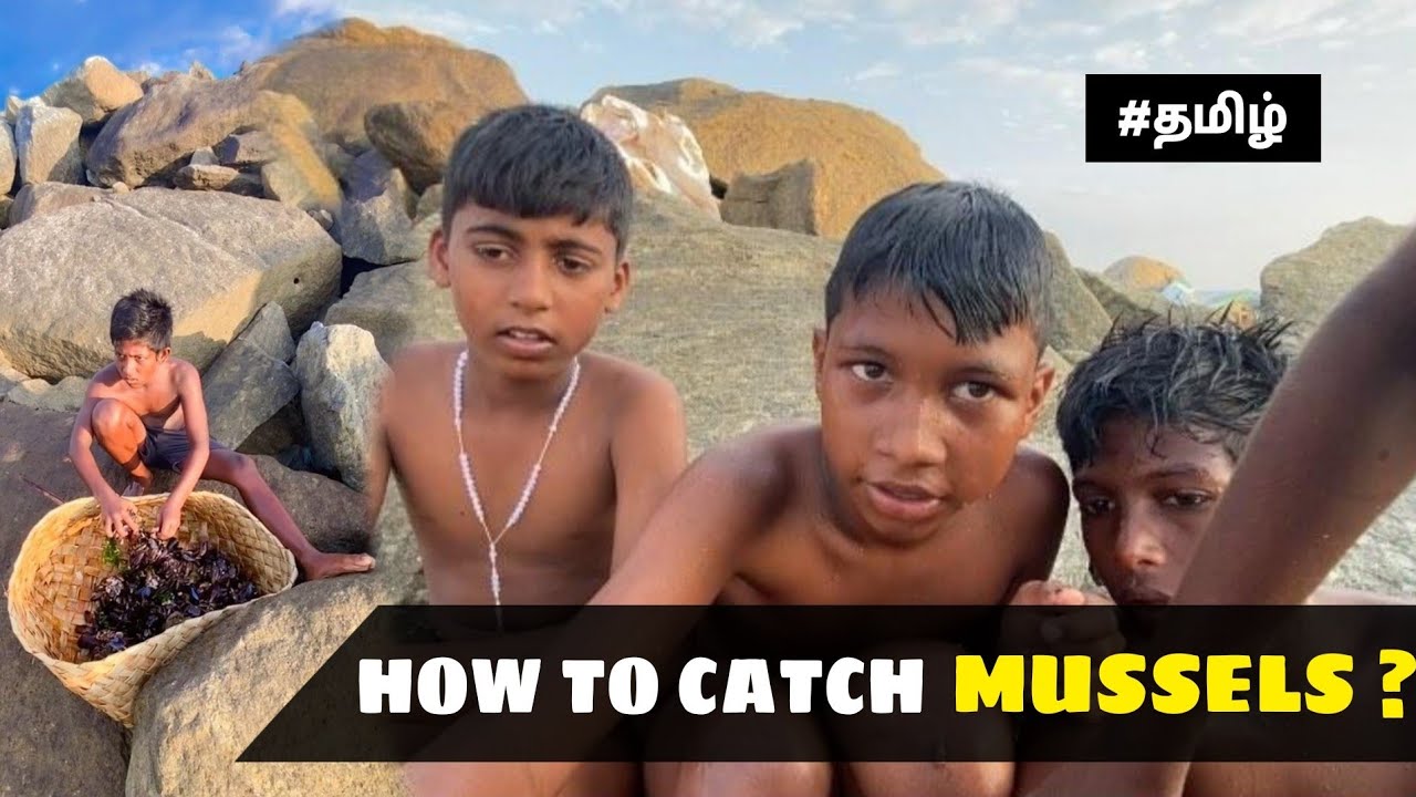 How to catch mussels in tamil catch mussels blackraavanan tamil