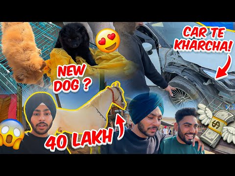 NEW DOG BUY KR LYA?😍 MOST FUNNY VLOG😂 - JAGRAON HORSE, DOG, TURKEYS SHOW😱 