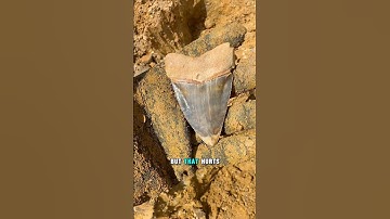 Another trophy sized ancient fossil Great White Shark Tooth found at @palmettofossilexcursions!