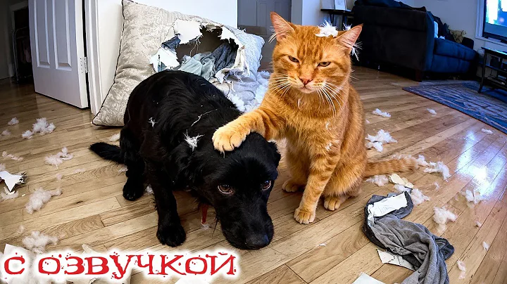 Video 11319991: cat funny game