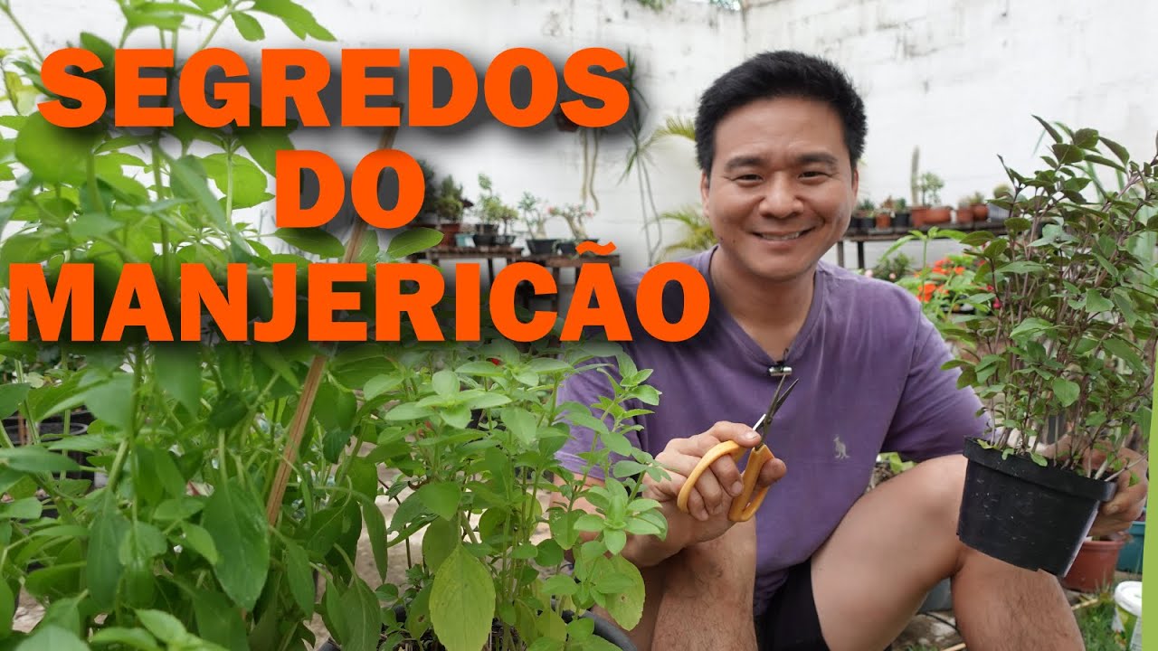 6 Dicas para Cultivar MANJERICÃO