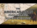 The American Bison: From Millions to Near Extinction