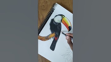 Realistic Toucan Drawing | Color Pencil Art #shorts