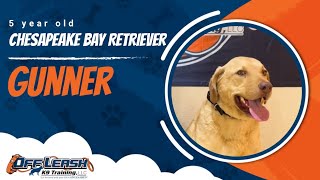 Chesapeake Bay Retriever Off leash Training | Best Dog Trainer | Reno, NV