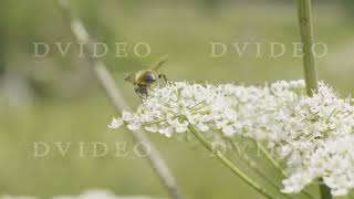 Honey bee collecting pollen on summer flower close up