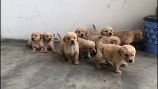 golden retriever available. all over India delivery #goldenretriever#puppydog