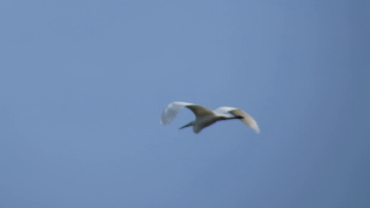 nature kpop Чепура велика (Укр.), Большая белая цапля (Рос.), Great egret (Eng.), Ardea alba (Лат.),