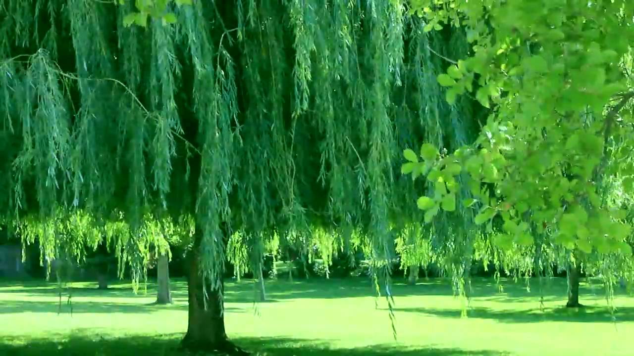 green trees live background mov youtube