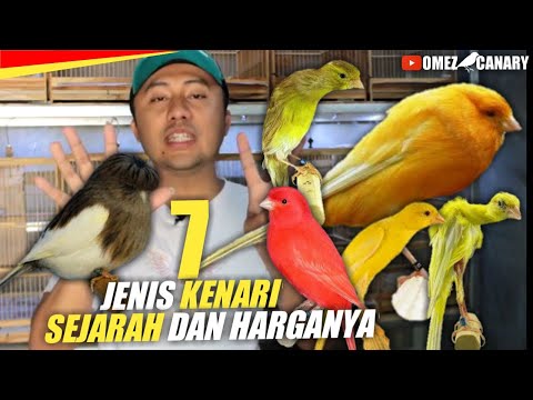 Video: Kekili Canary: jenis dan ciri