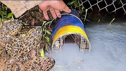 013/Đi thăm 44 cái lợp ếch  khu vực mới này thật không thể tin