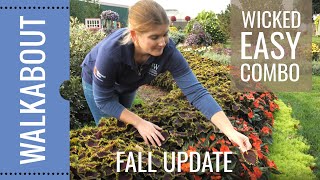 FALL UPDATE: COLORBLAZE WICKED WITCH Coleus