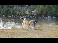 Jindo Dog Journeys to Jefferson Park Mt.Jefferson with Anubus 9/30/2016