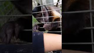 ASMR Monkey Grooming a Human | Cleaning |#asmr #monkeygrooming #relaxation #monkey #grooming