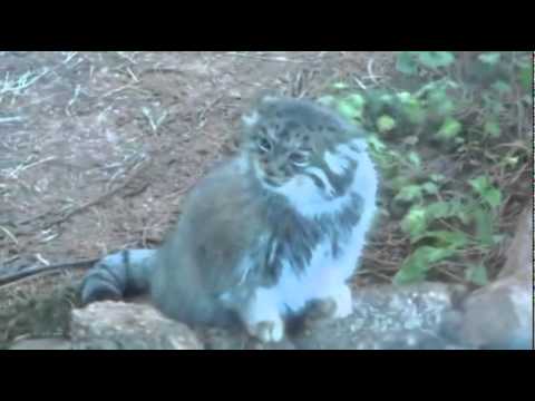 Angry Pallas Cat - You Need to Leave - YouTube