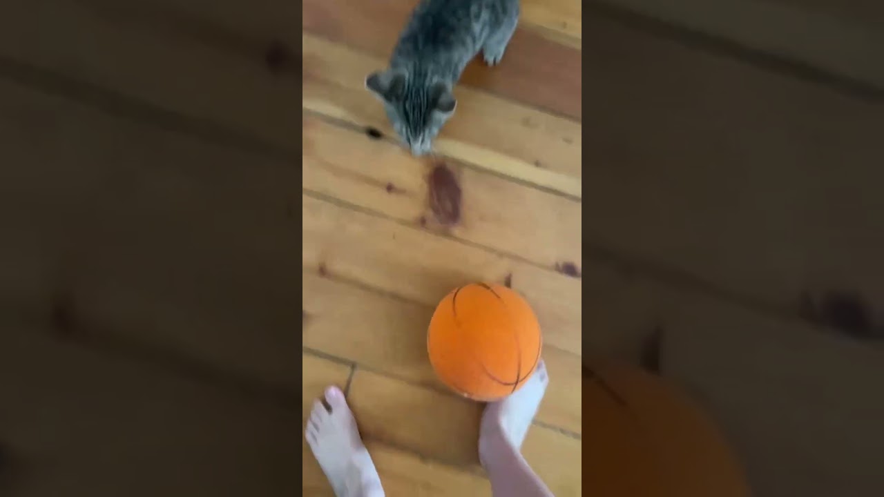 My cat playing basketball 