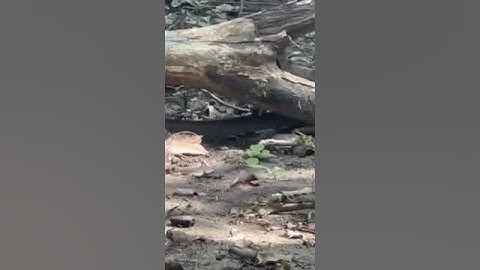 The Dhaman Snake: Nature