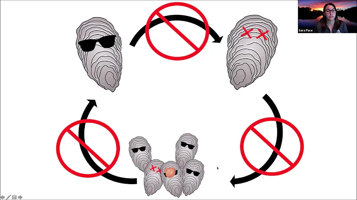 Sara Pace, Oysters 101- Overview of oyster life cycle and importance to ecosystems and humans