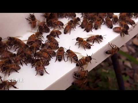 蜜蜂故事館 Honey Museum 【尋蜜者足跡 Beekeepers story】國語版 HD