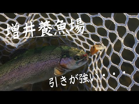 増井養魚場のニジマスの引き強すぎる・・・【エリアトラウト初心者19】【管理釣り場】 #エリアトラウト #管理釣り場 #増井養魚場 #トラウト