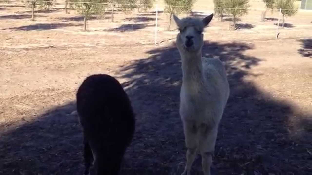 What does an alpaca sound like? YouTube