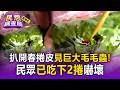 扒開春捲皮見「巨大毛毛蟲」！民眾已吃下2捲嚇壞 攤商無奈：生菜都有洗3次【民怨調查局】