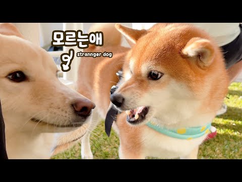 승질 더러운 강아지와 외출하면 생기는 일.. ㅋㅋㅋㅋ