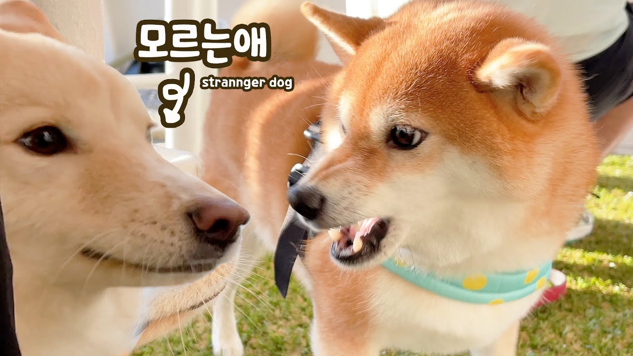 승질 더러운 강아지와 외출하면 생기는 일.. ㅋㅋㅋㅋ