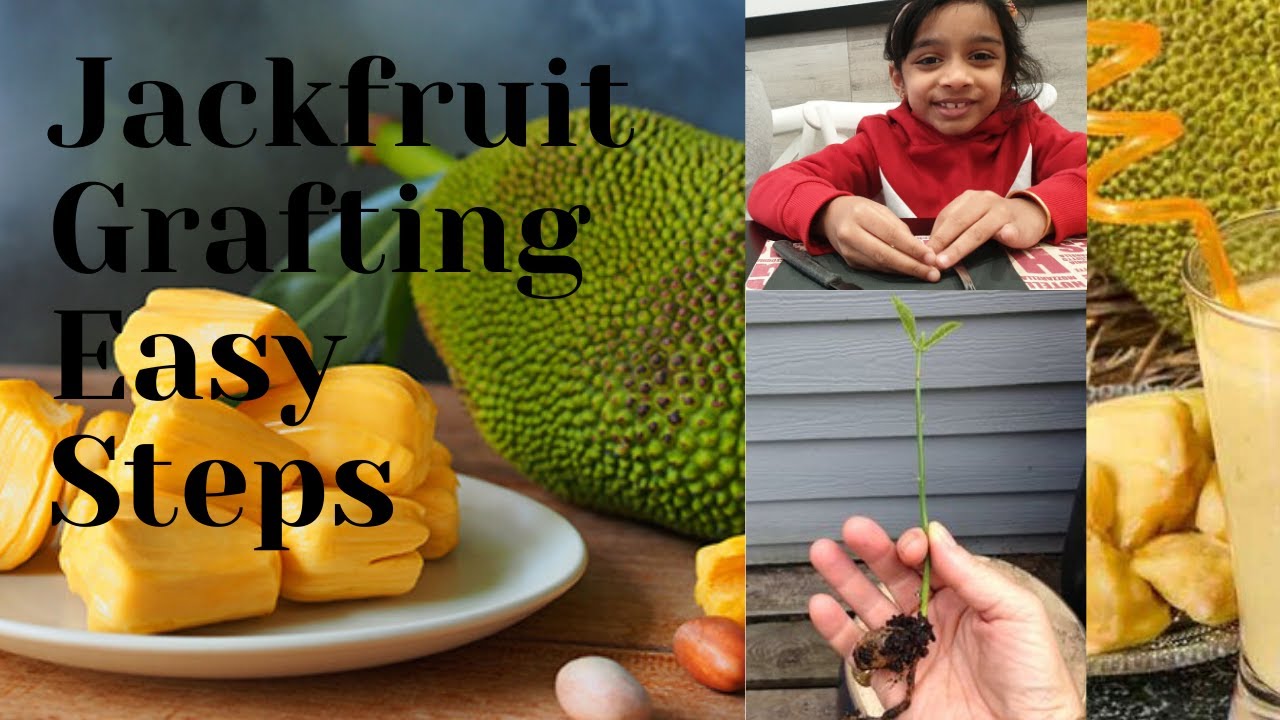 Grow Jackfruit tree from seed Easy (Malayalam) YouTube