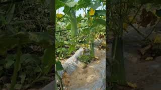 agriculture shortsvideo farming cucumber