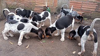Até Qual Idade O Cachorro Cresce?