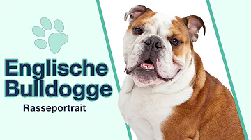 Wie erziehe ich meine Englische Bulldogge?