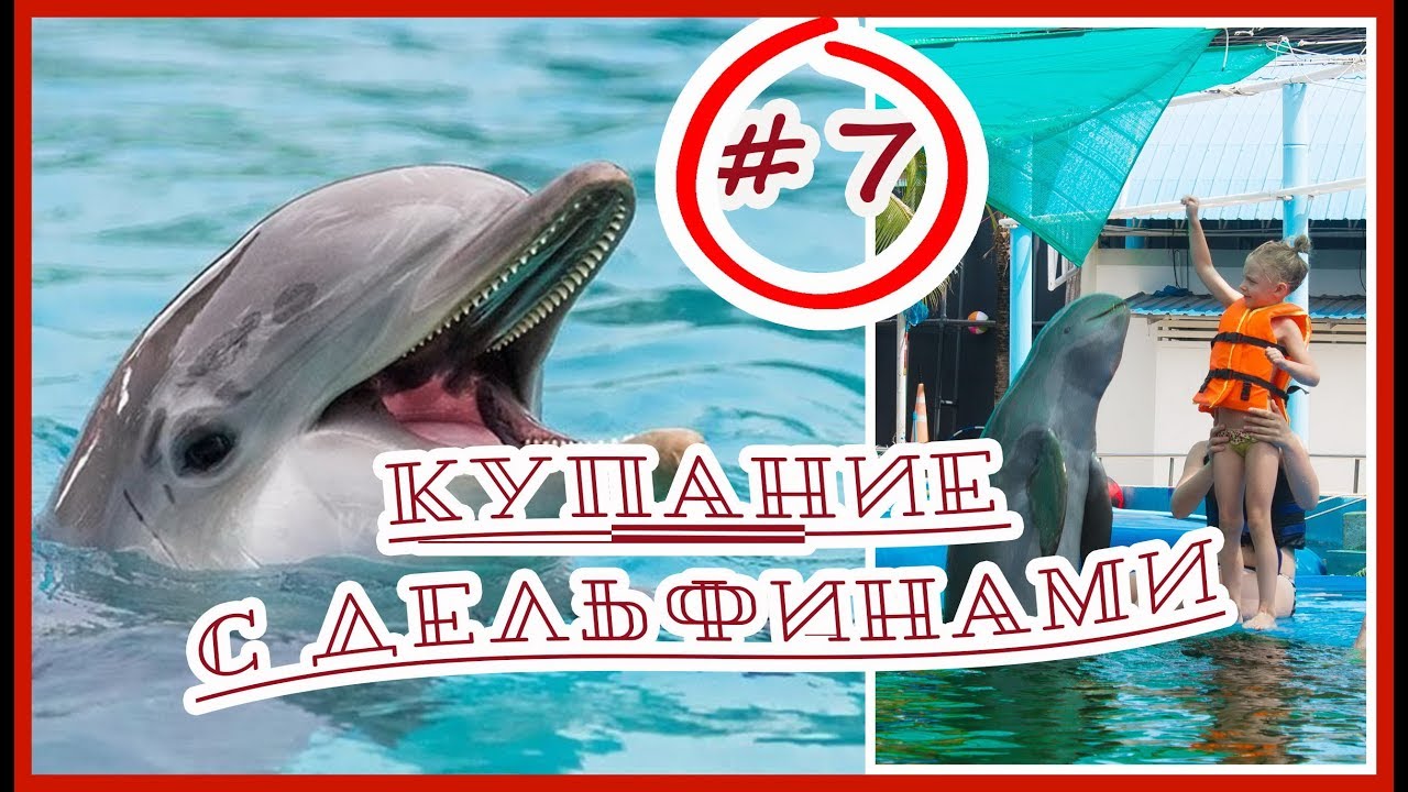 Тайланд паттайя купание с дельфинами тайланд стоимость путевки