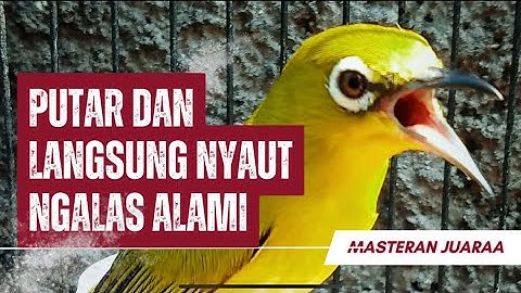 Pancingan Naikan Emosi Pleci Agar Buka Paruh Terapi Dengan Suara Ribut Saling Saut🔥 Tembakan Panjang