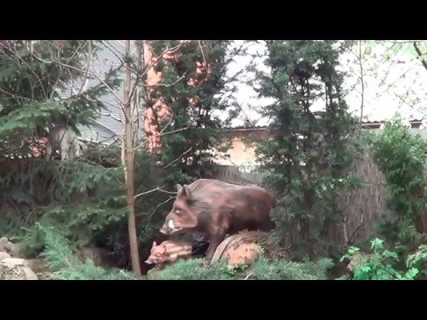 Тисс. Тисс Ягодный. Тисс Канадский. Неприхотливые Хвойники Для Живой Изгороди