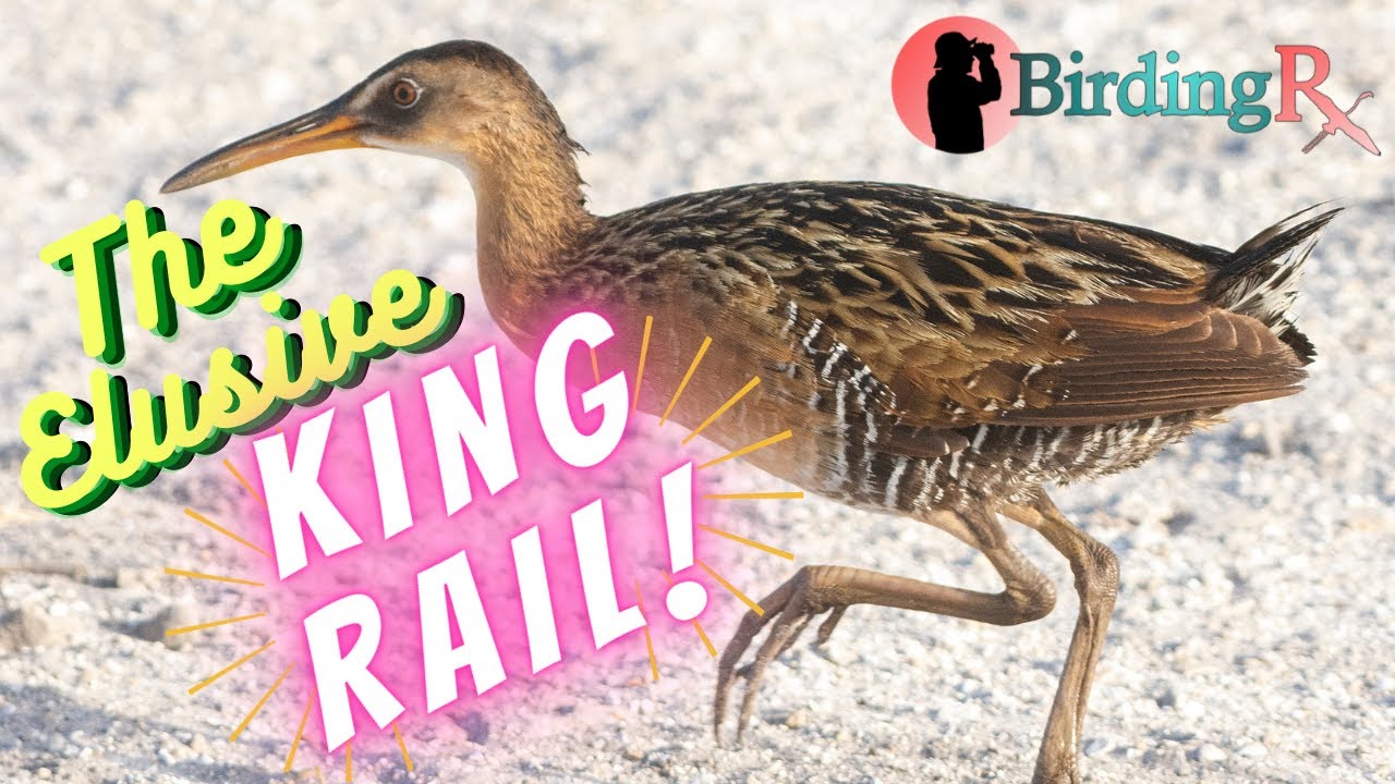 KING RAIL Preening (4K) BirdingRx: Florida