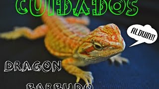 Cuidados del Dragon Barbudo / Pogona Vitticeps / Bearded Dragon.