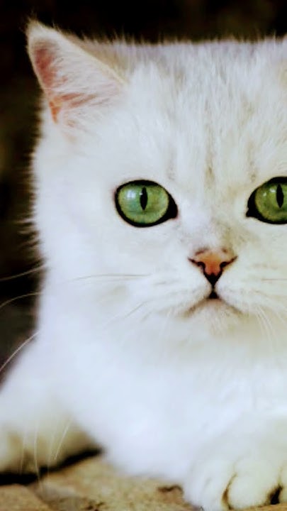 #котики хорошие# - YouTube