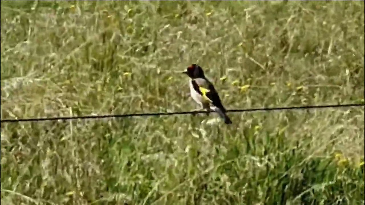 The European Goldfinch | Passerine Bird