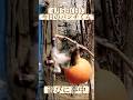 【最新】4月5日(日)今日のパンチくん#punch #monkey #パンチ