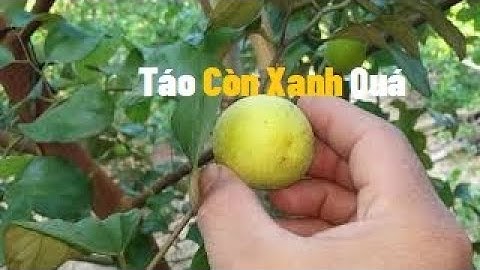 Đi Tìm Vườn Táo Xuân, Đài Loan Chín l Nui Doi Luc Ngan 98