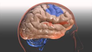 Celebrity ADHD brain changes Wealth