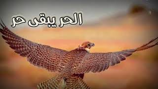 شعر بدوي -- مهما جار الزمن الحر يبقى حر