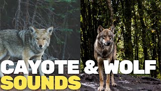 Coyote and wolf sounds
