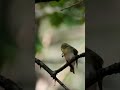 Song of a wood warbler (phylloscopus sibilatrix)